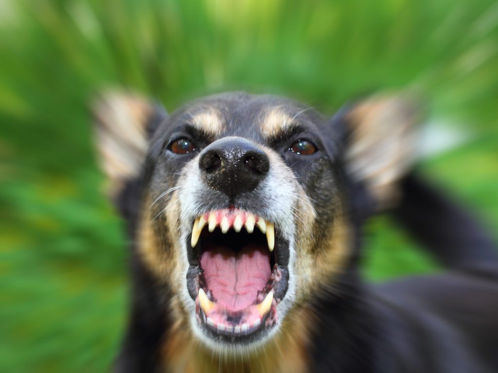 Avoid a New Haven Personal Injury & Dog Bite LoRicco Law